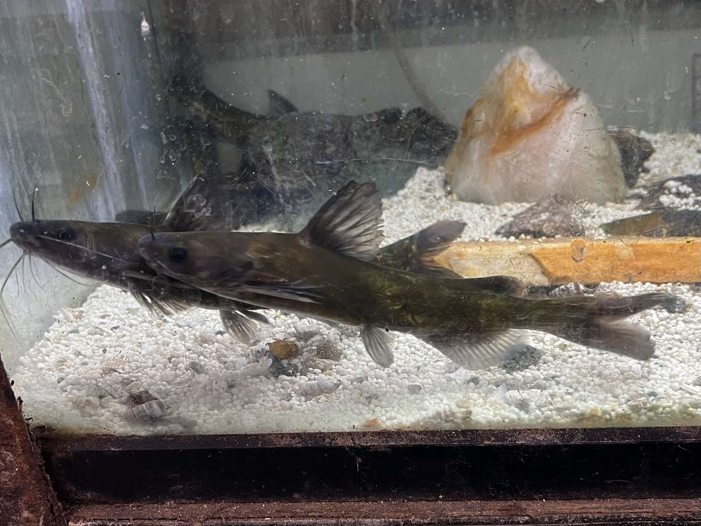 ギギ ポロロッカ足柄