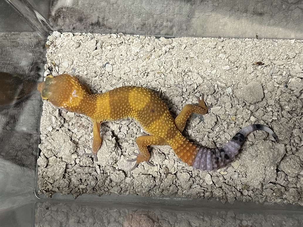 ヒョウモントカゲモドキ ポロロッカ足柄