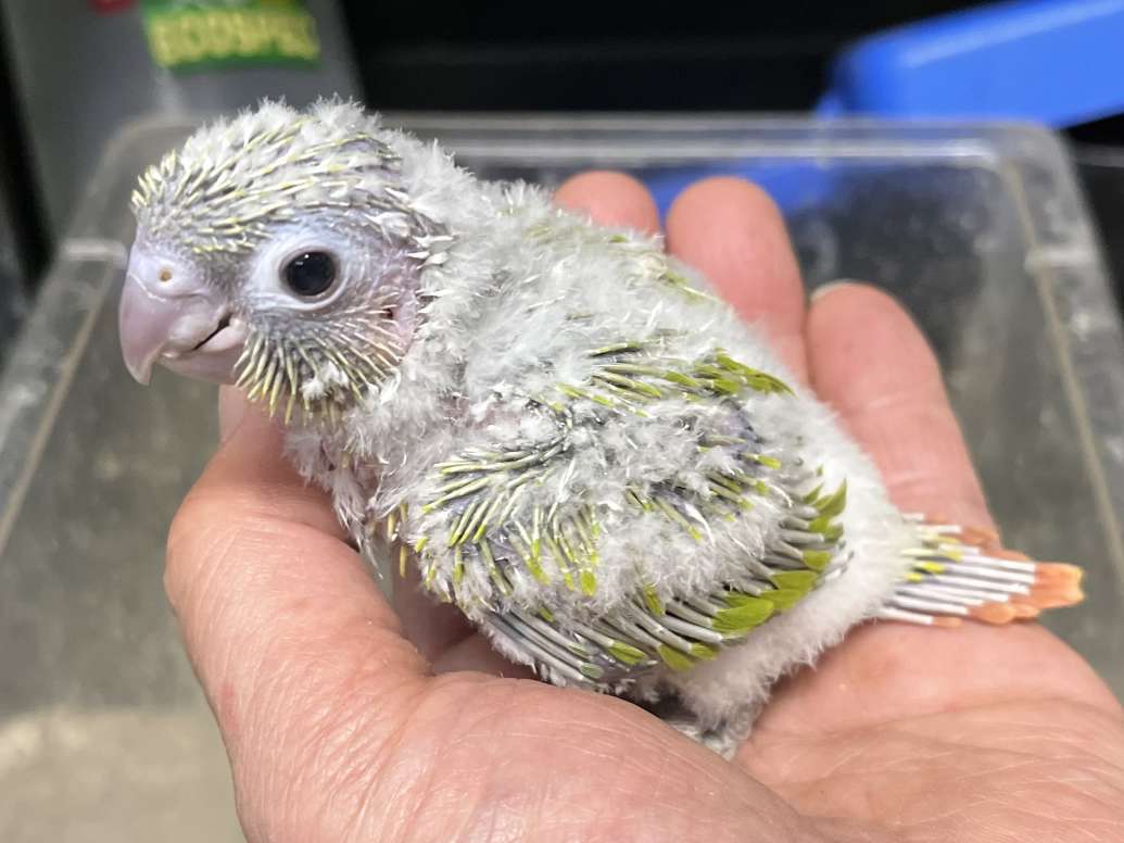 手乗りウロコインコ ポロロッカ足柄