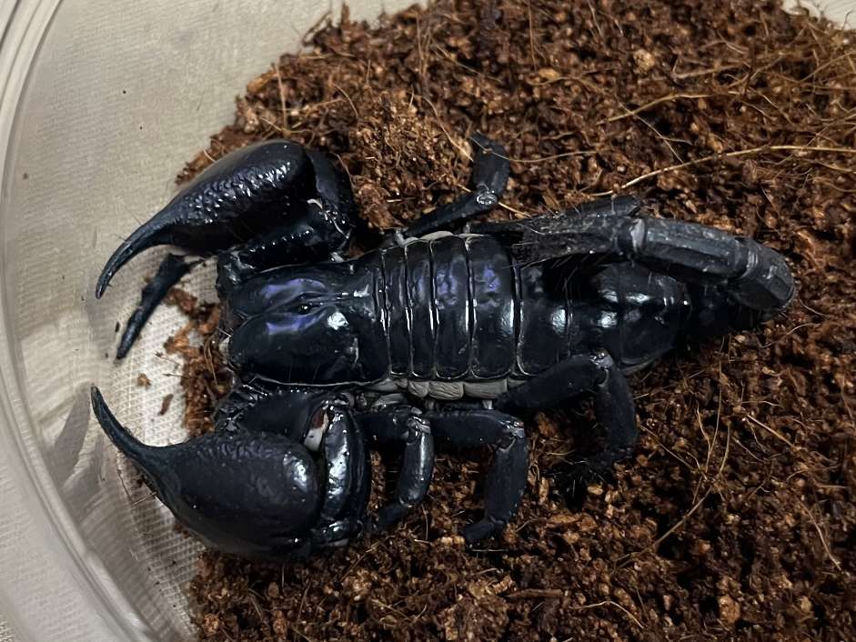 チャグロサソリ ポロロッカ足柄