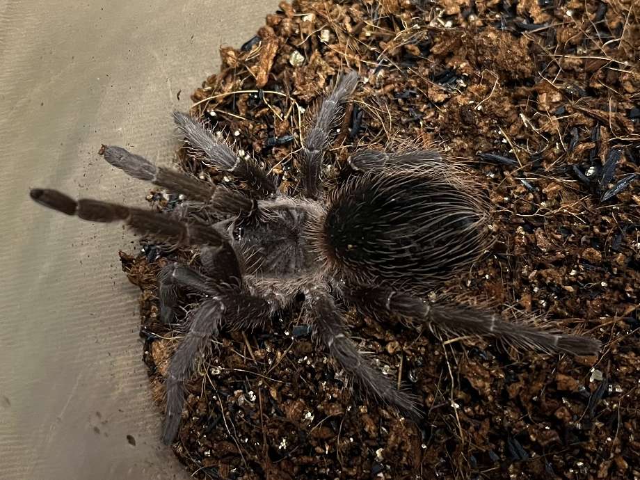 ブラジリアンサーモンピンク ポロロッカ足柄