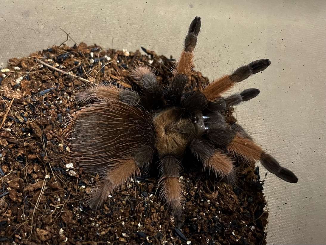 メキシカンレッドレッグ ポロロッカ足柄