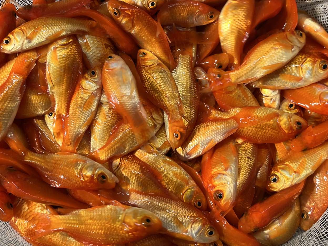 小赤、姉 ポロロッカ足柄