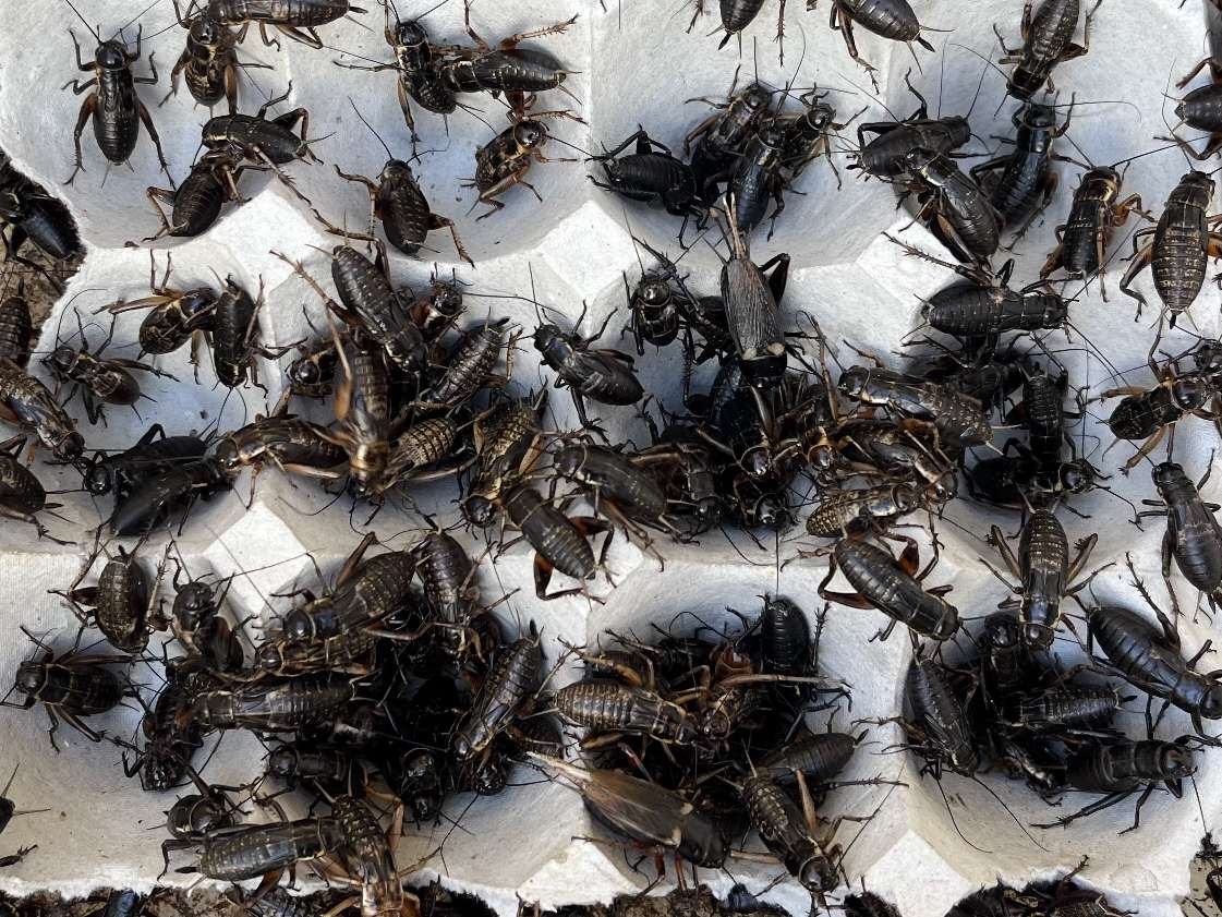 コオロギ ポロロッカ足柄