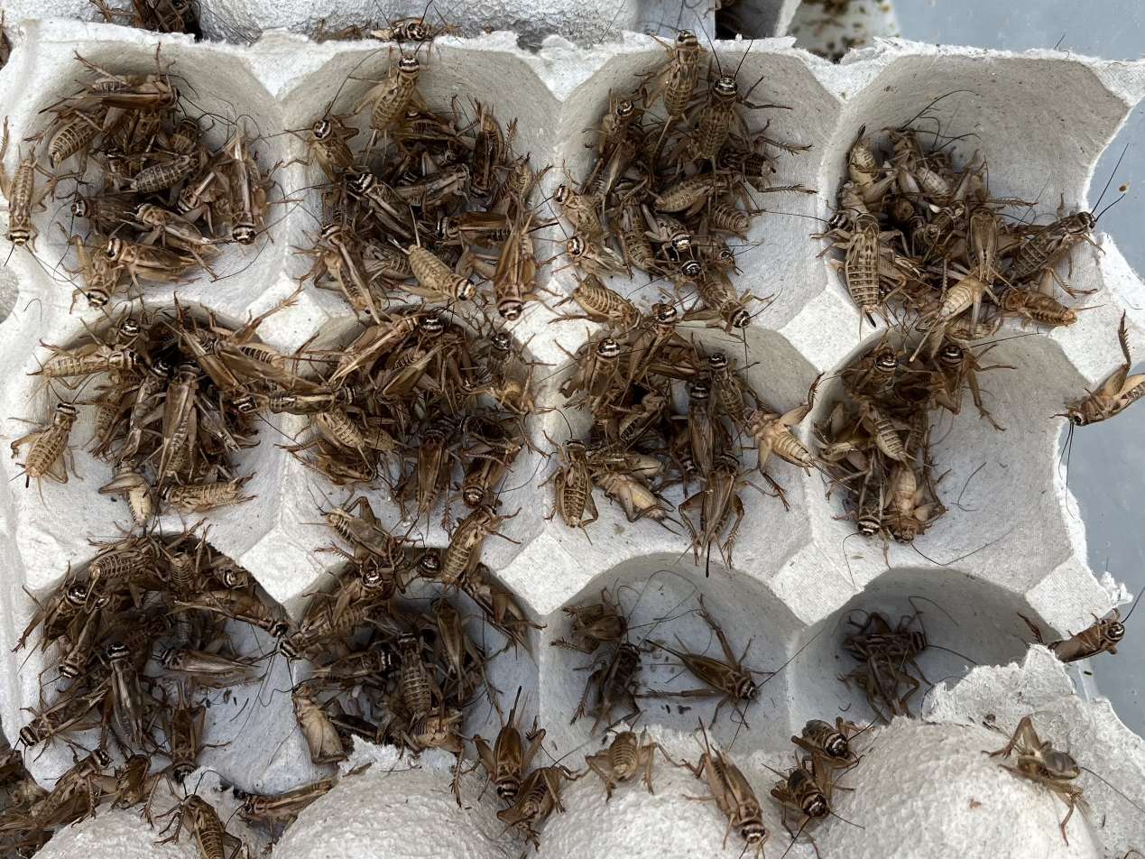 コオロギ ポロロッカ足柄