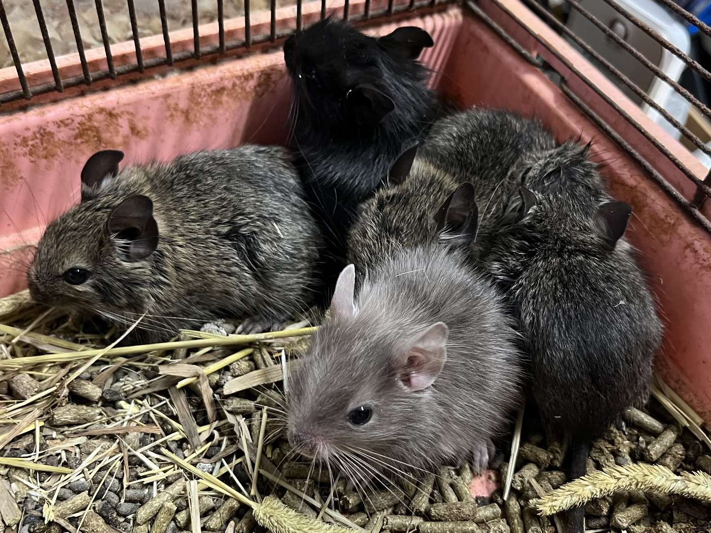 デグー ポロロッカ足柄