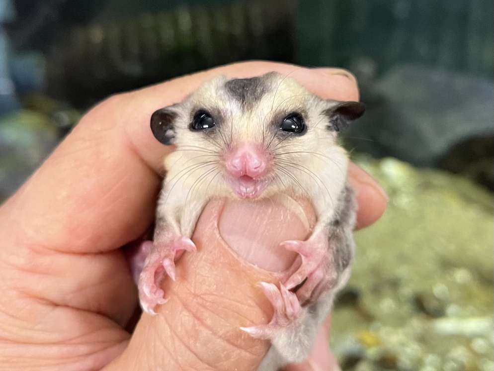 フクロモモンガ ポロロッカ足柄