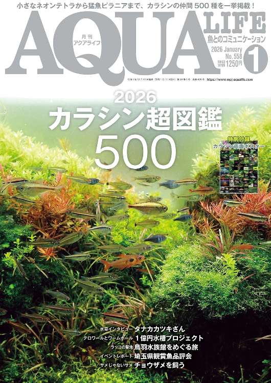 アクアライフ 2026年1月号 ポロロッカ足柄