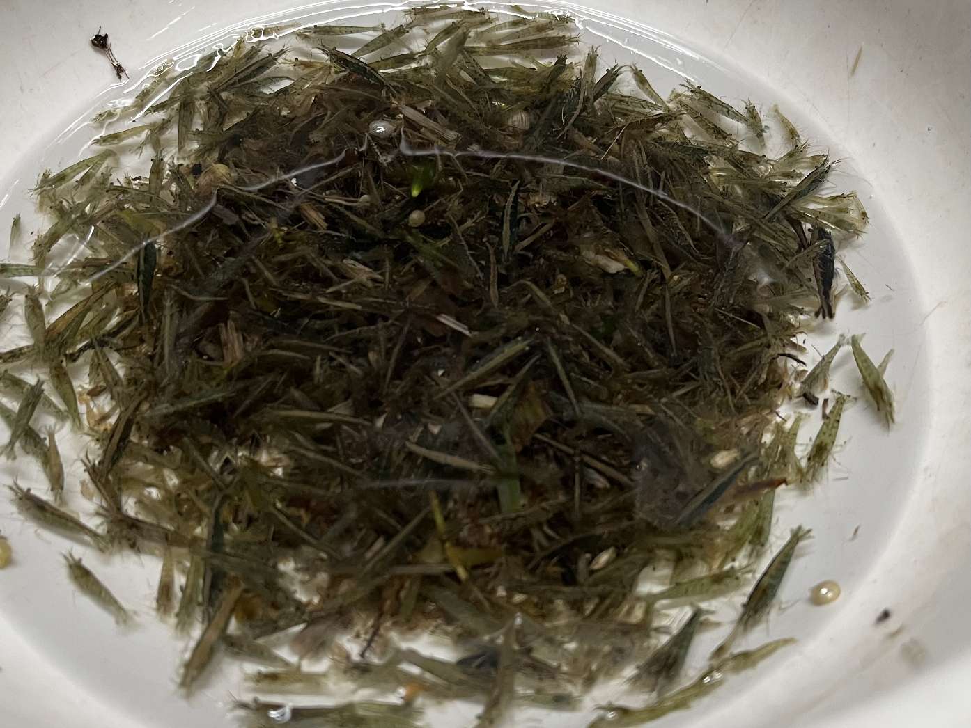 ミナミヌマエビ ポロロッカ足柄