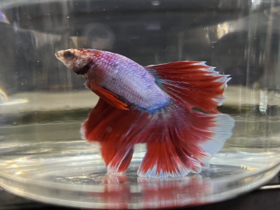 スーパーデルタテールベタ♂ ポロロッカ足柄