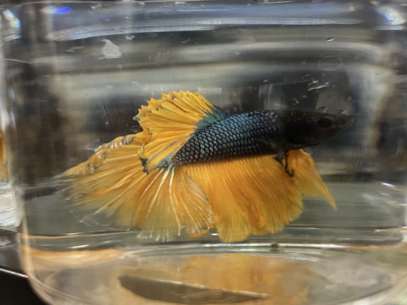 スーパーデルタテールベタ♂ ポロロッカ足柄