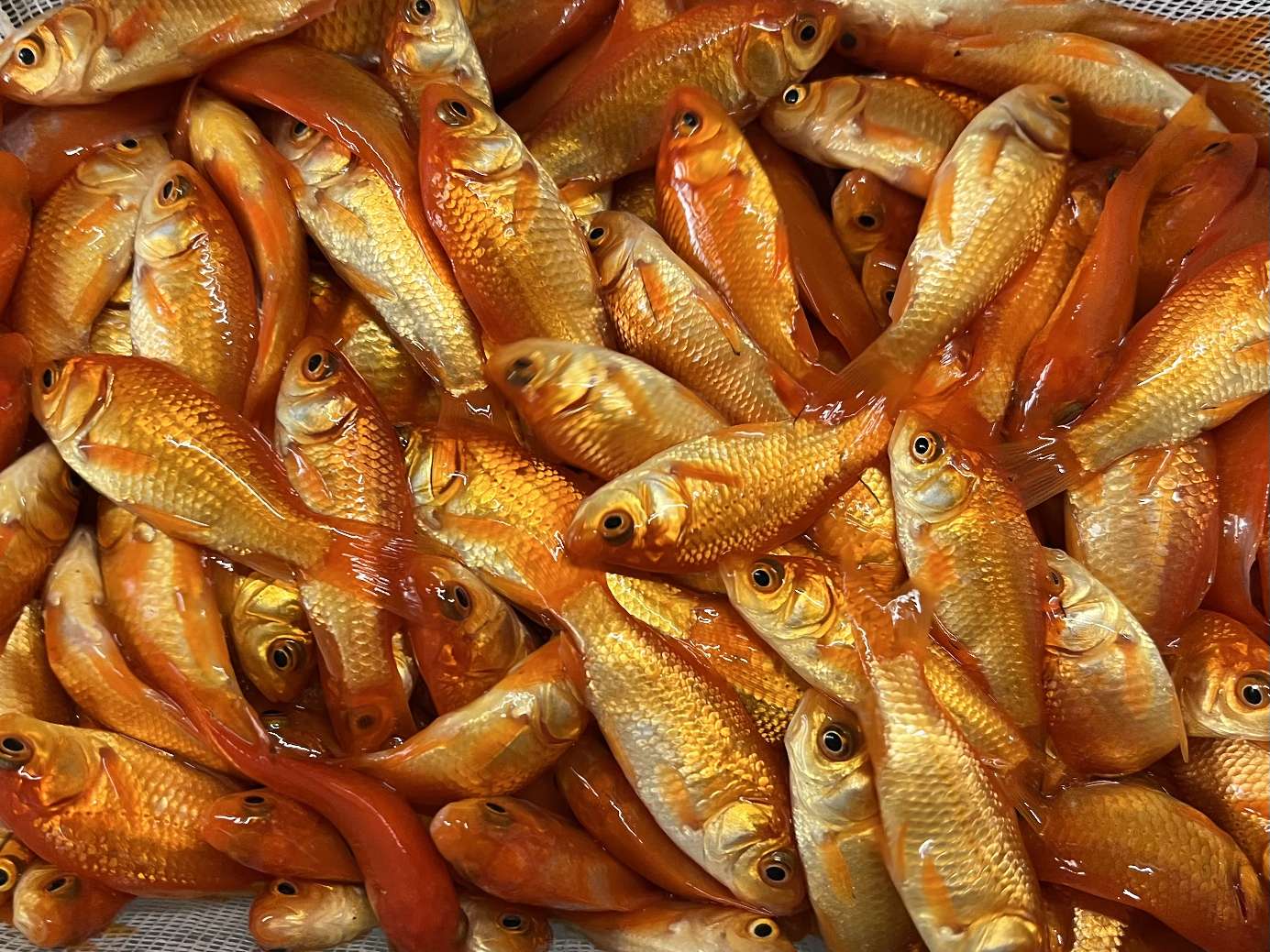 小赤、姉 ポロロッカ足柄