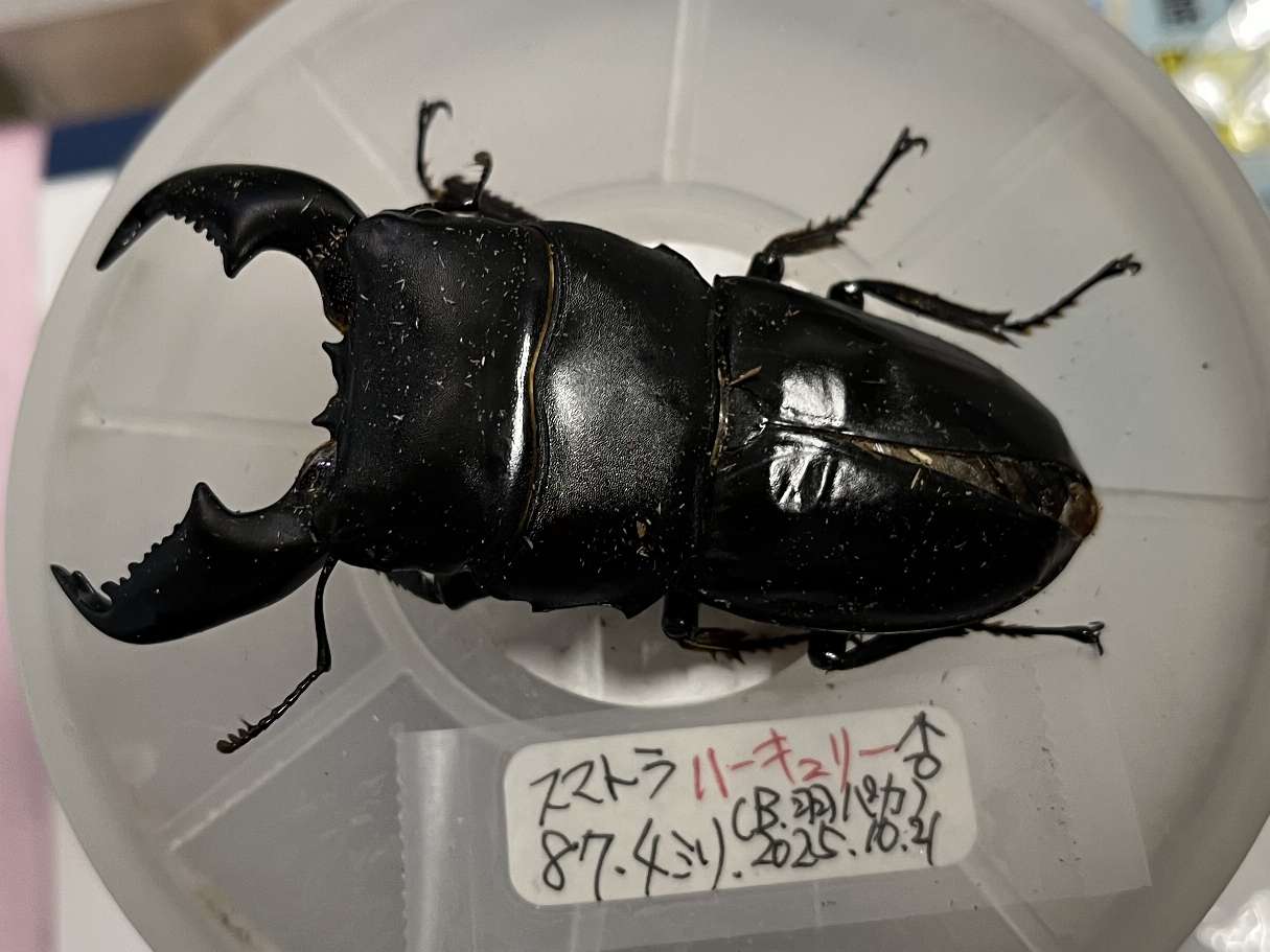 スマトラヒラタ ポロロッカ足柄