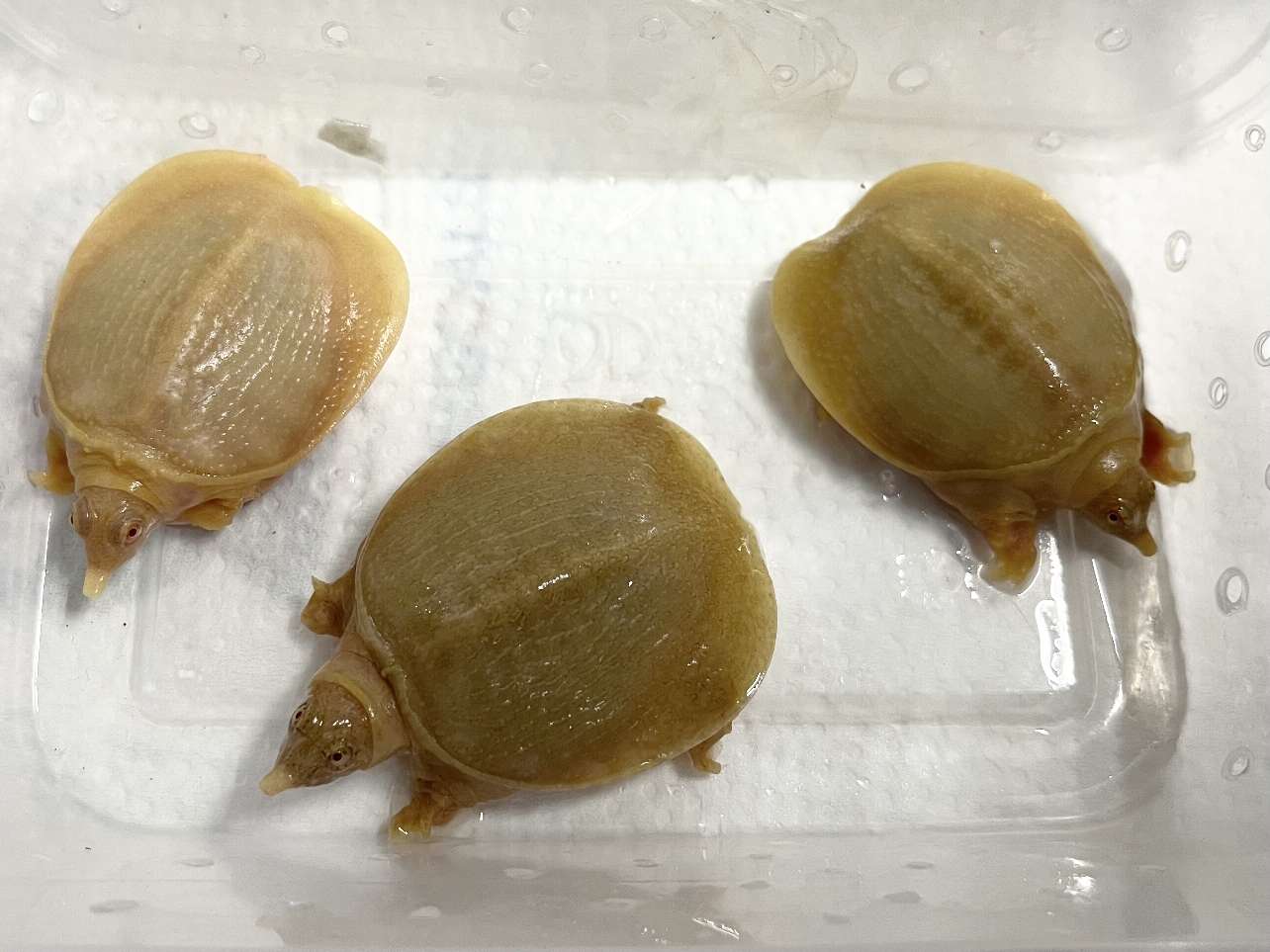 アルビノシナスッポン ポロロッカ足柄