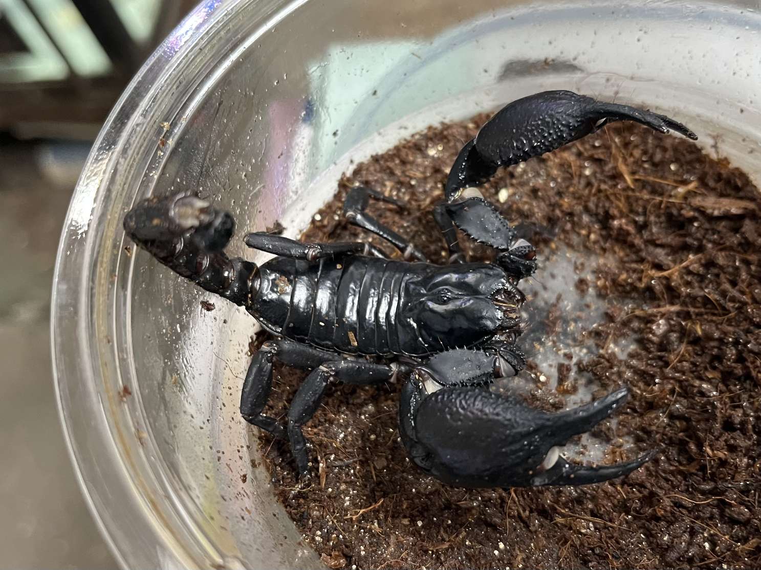 チャグロサソリ ポロロッカ足柄