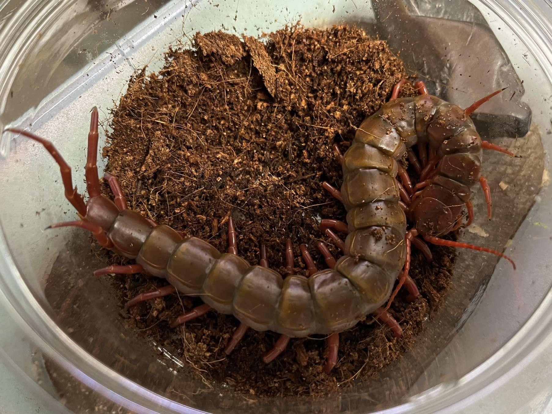 タイオオムカデ ポロロッカ足柄