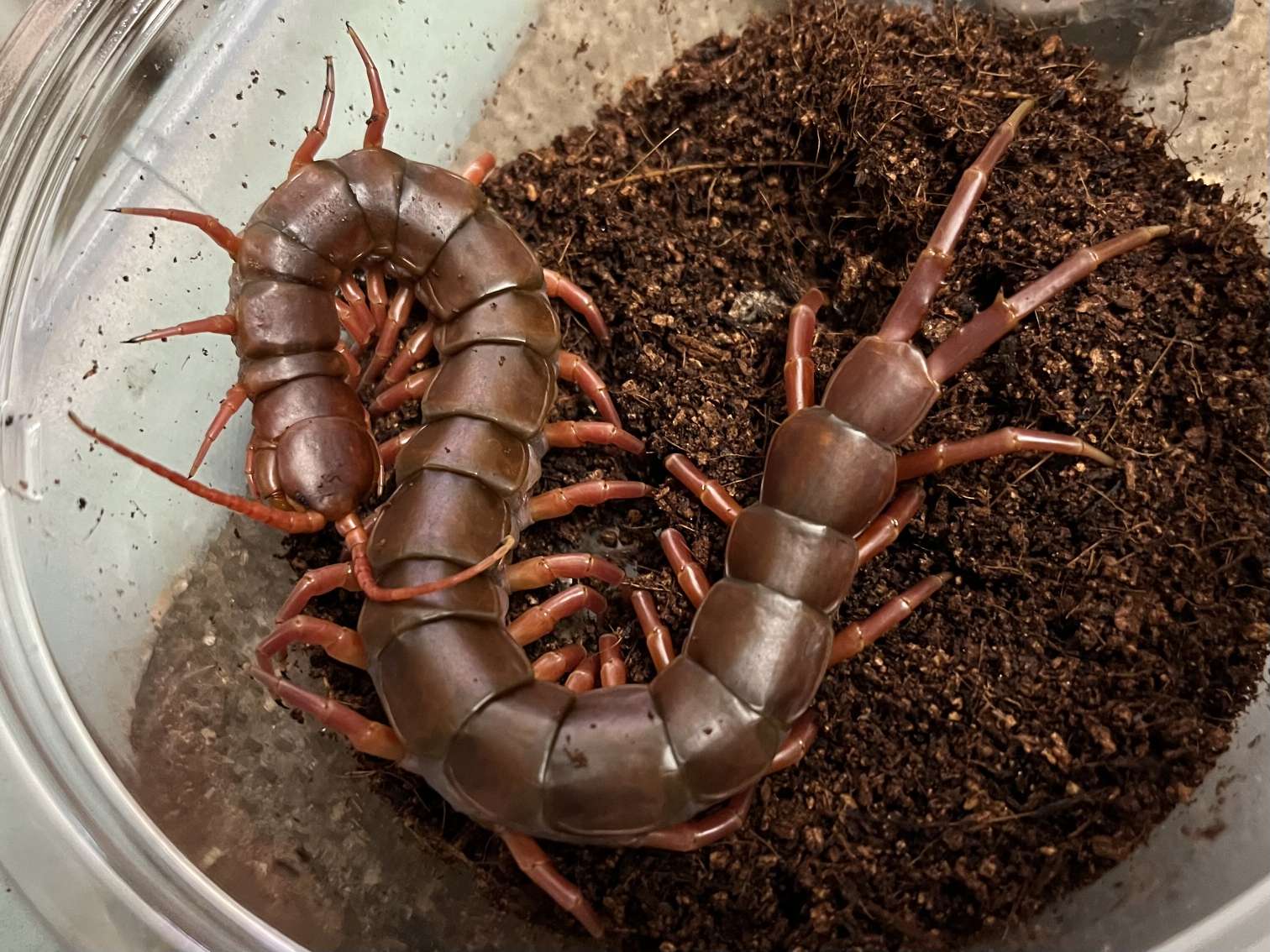 タイオオムカデ ポロロッカ足柄