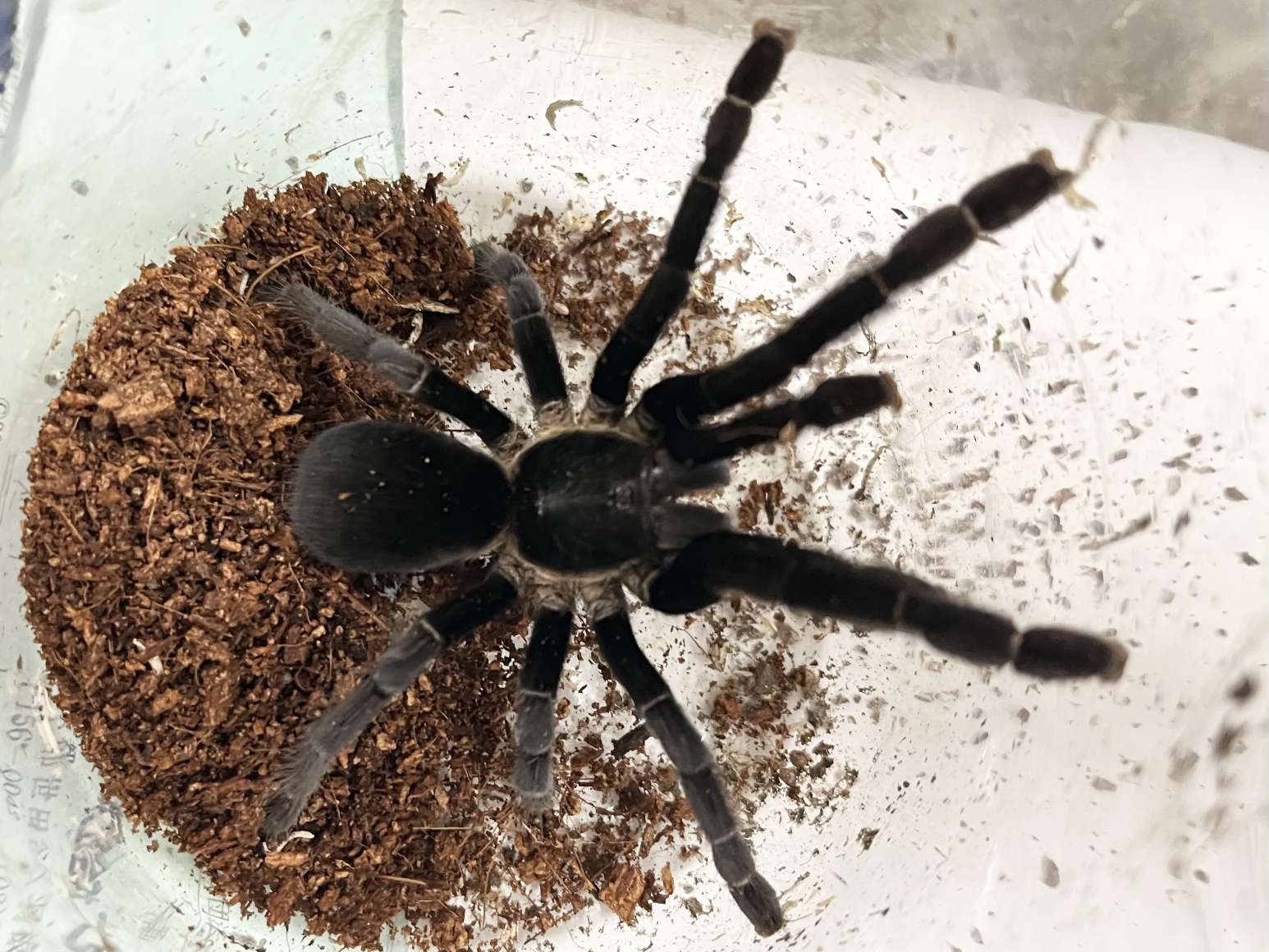 ラノンブルータランチュラ ポロロッカ足柄