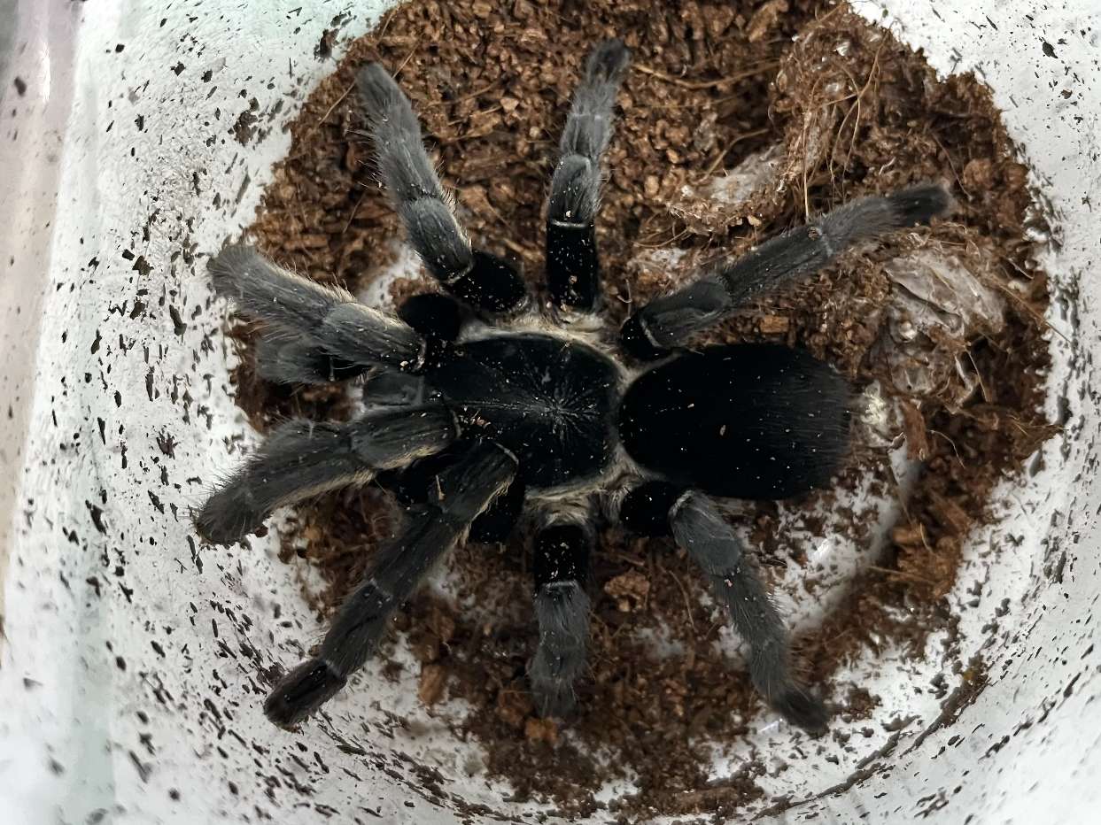 ラノンブルータランチュラ ポロロッカ足柄