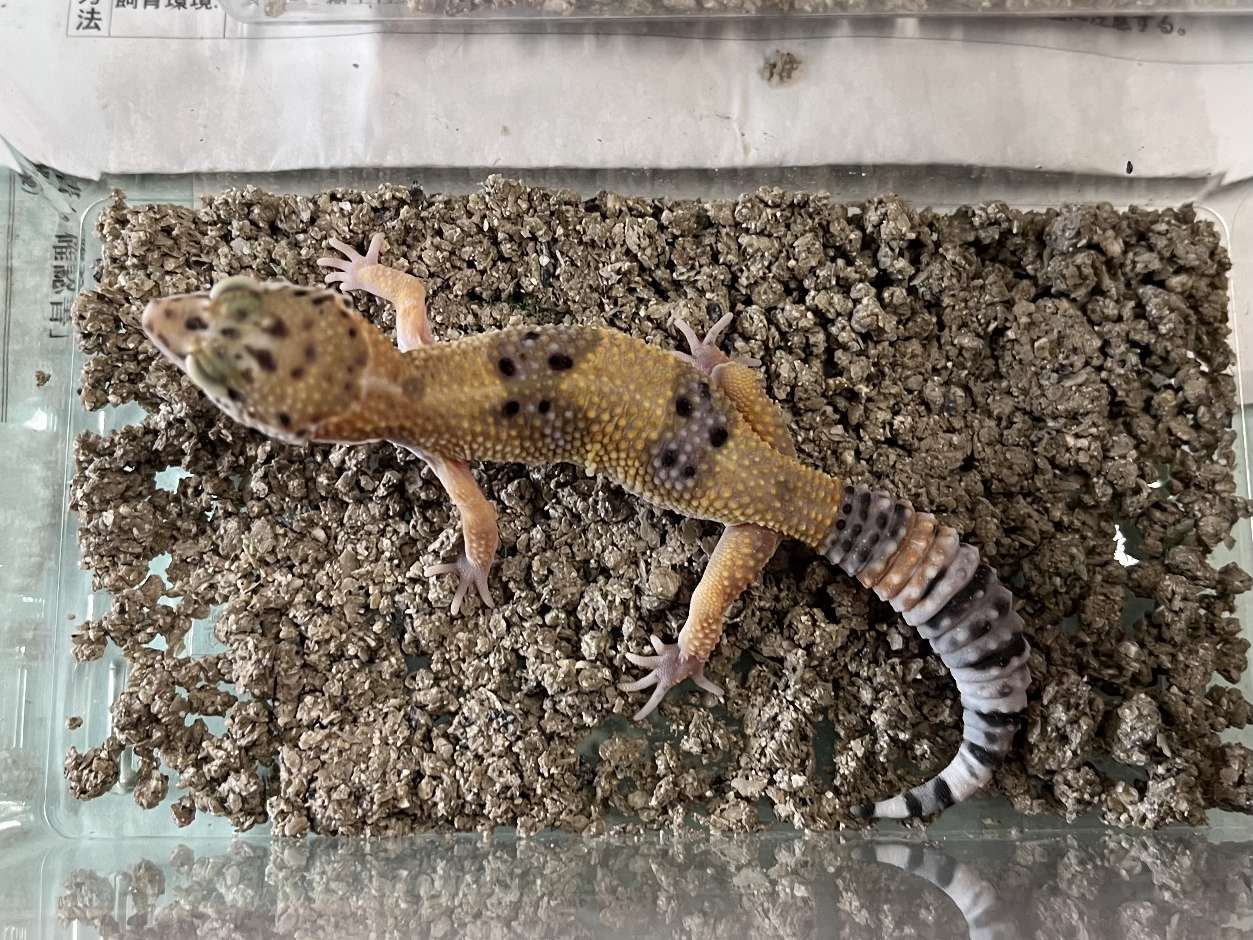 ヒョウモントカゲモドキ ポロロッカ足柄