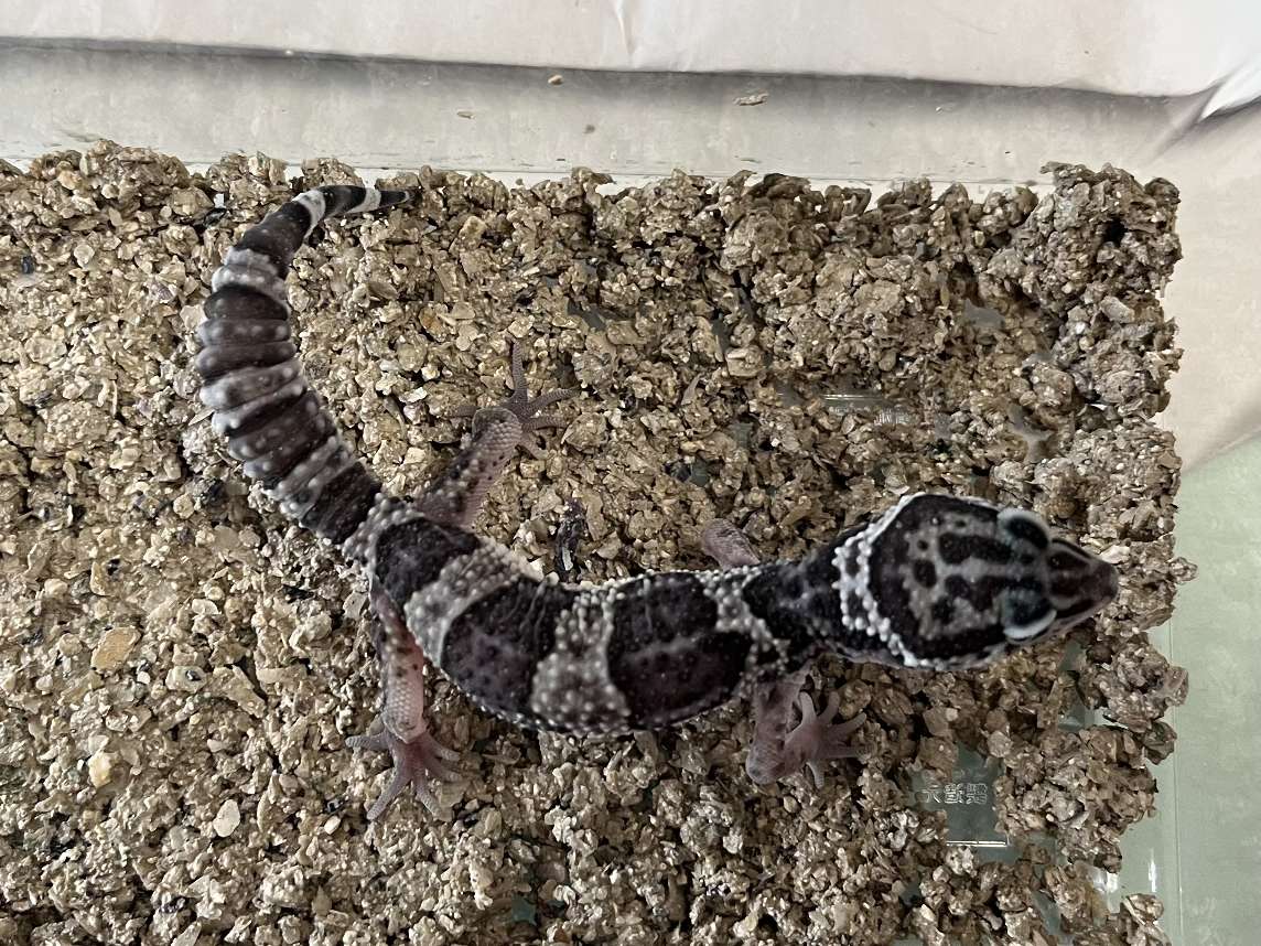 ヒョウモントカゲモドキ ポロロッカ足柄