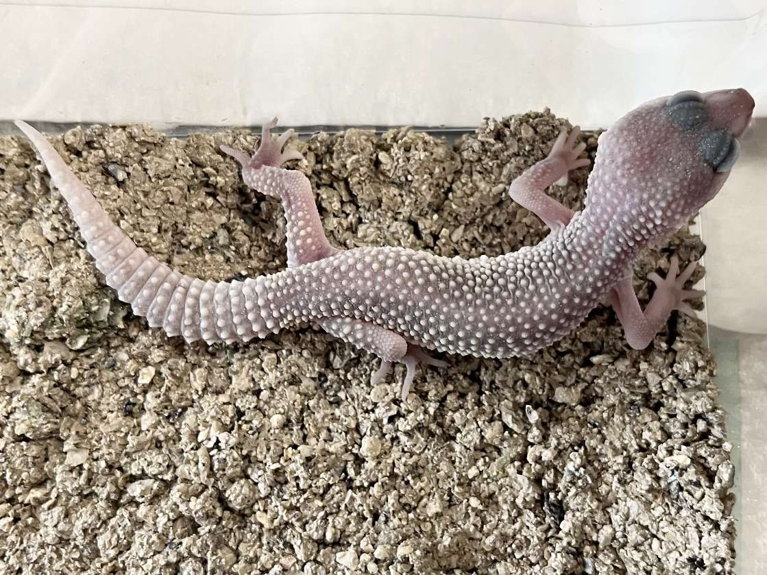 ヒョウモントカゲモドキ ポロロッカ足柄