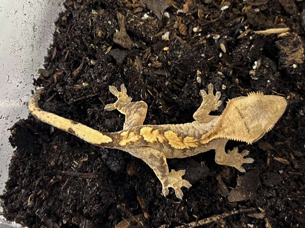 クレステッドゲッコー ポロロッカ足柄