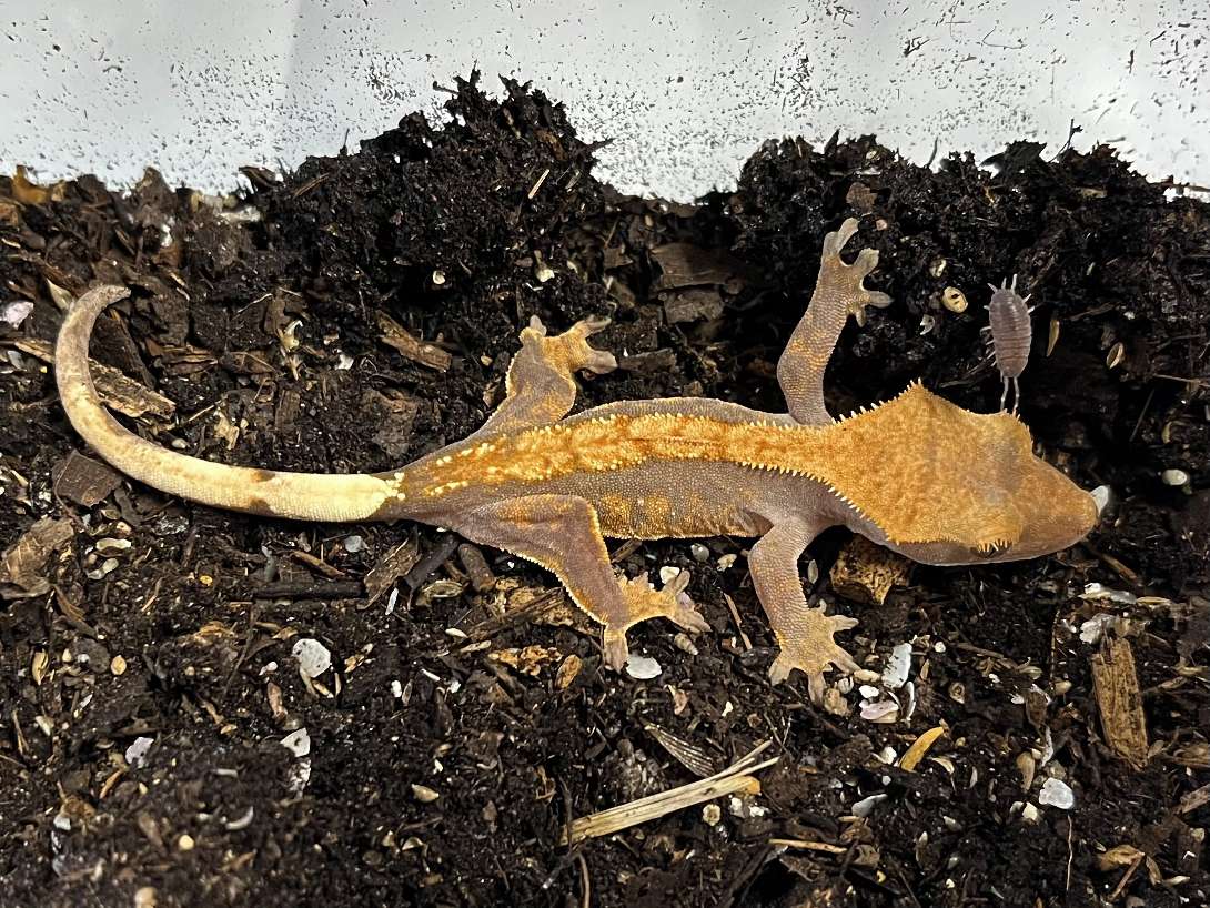 クレステッドゲッコー ポロロッカ足柄