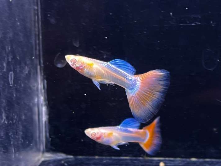 国産グッピー ポロロッカ足柄