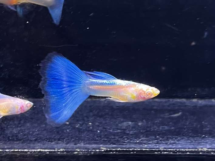 国産グッピー ポロロッカ足柄