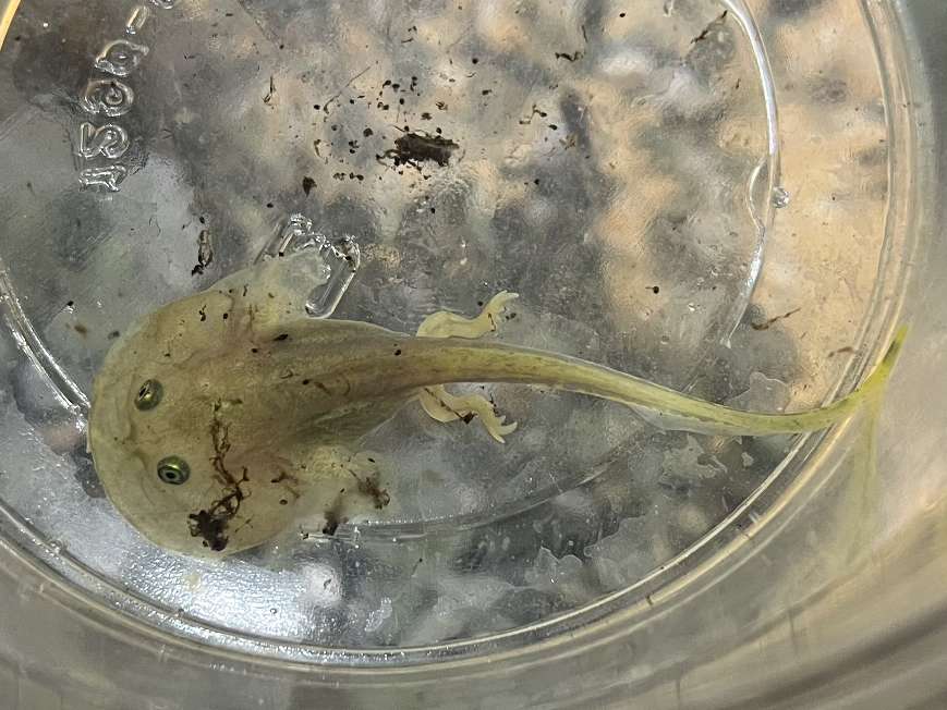 バジェットガエル オタマ ポロロッカ足柄