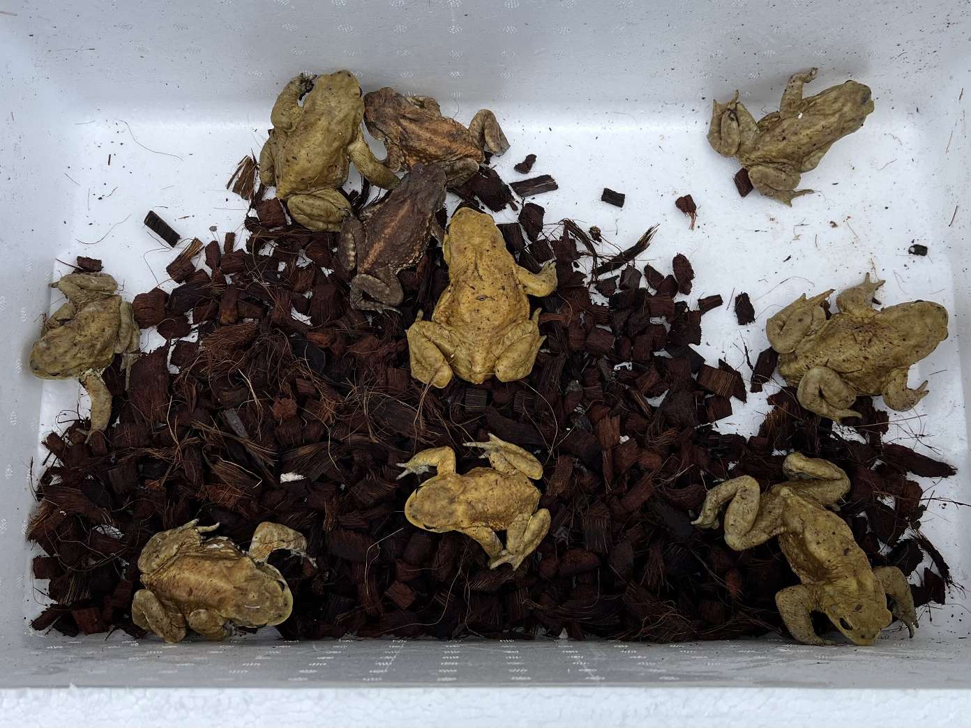 ミヤコヒキガエル ポロロッカ足柄