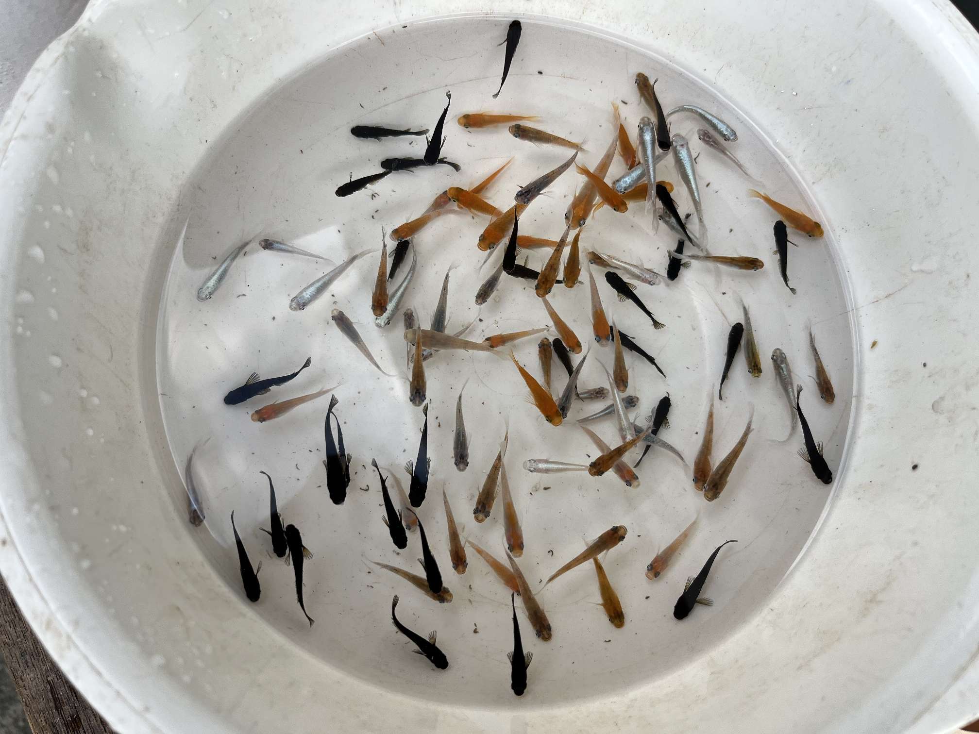 ミックスメダカ ポロロッカ足柄