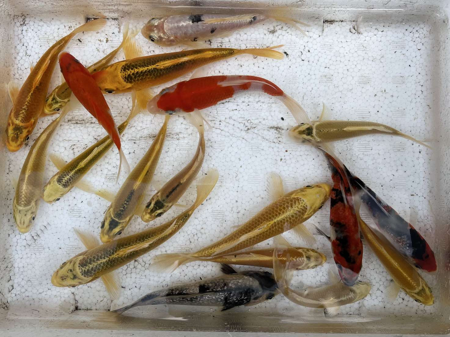 錦鯉 ポロロッカ足柄