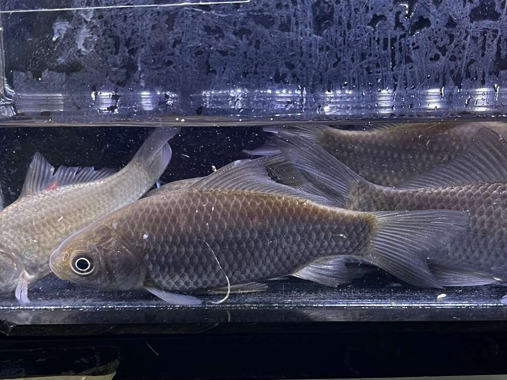 マブナ ポロロッカ足柄