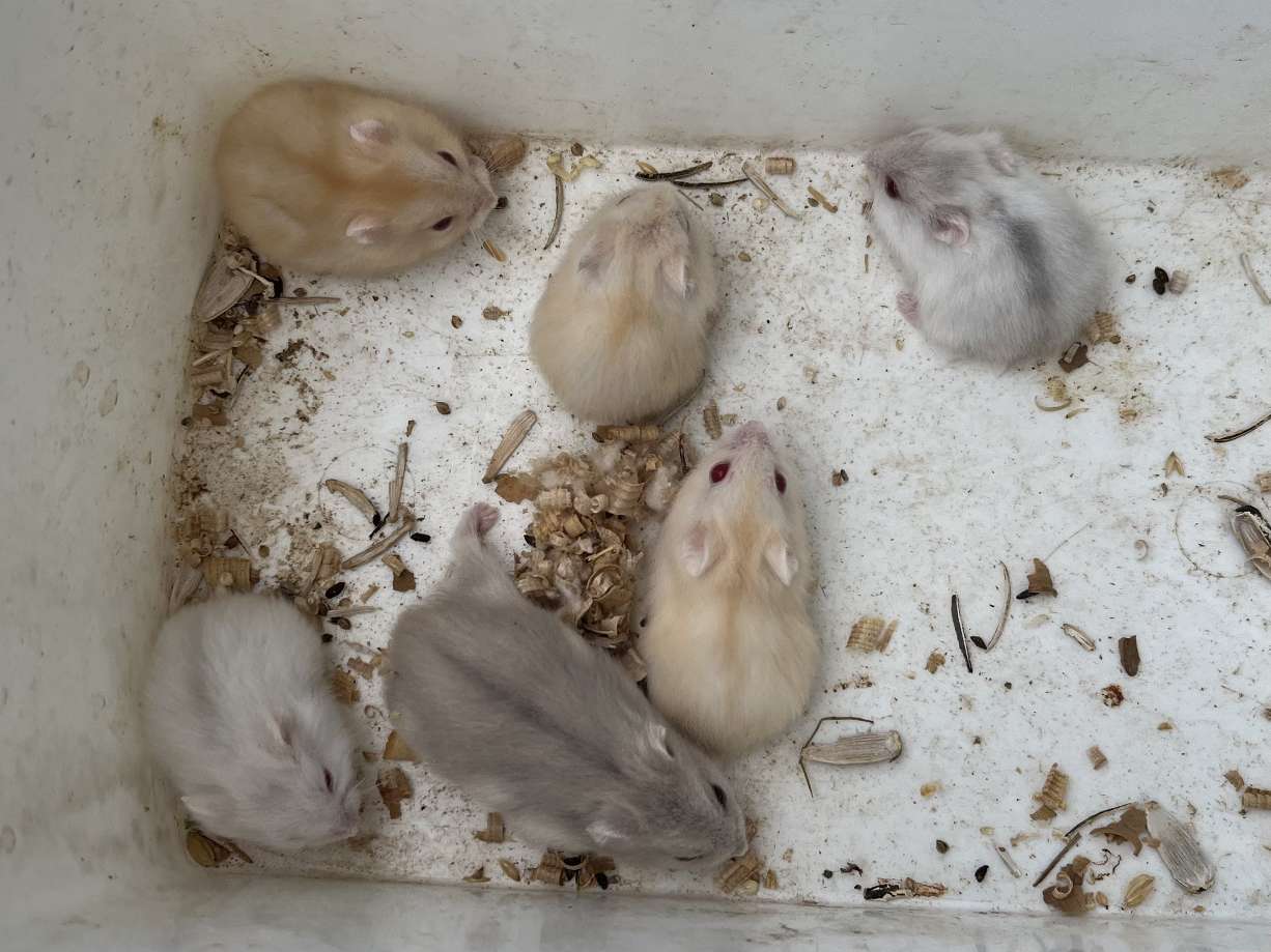 ジャンガリアンハムスター ポロロッカ足柄