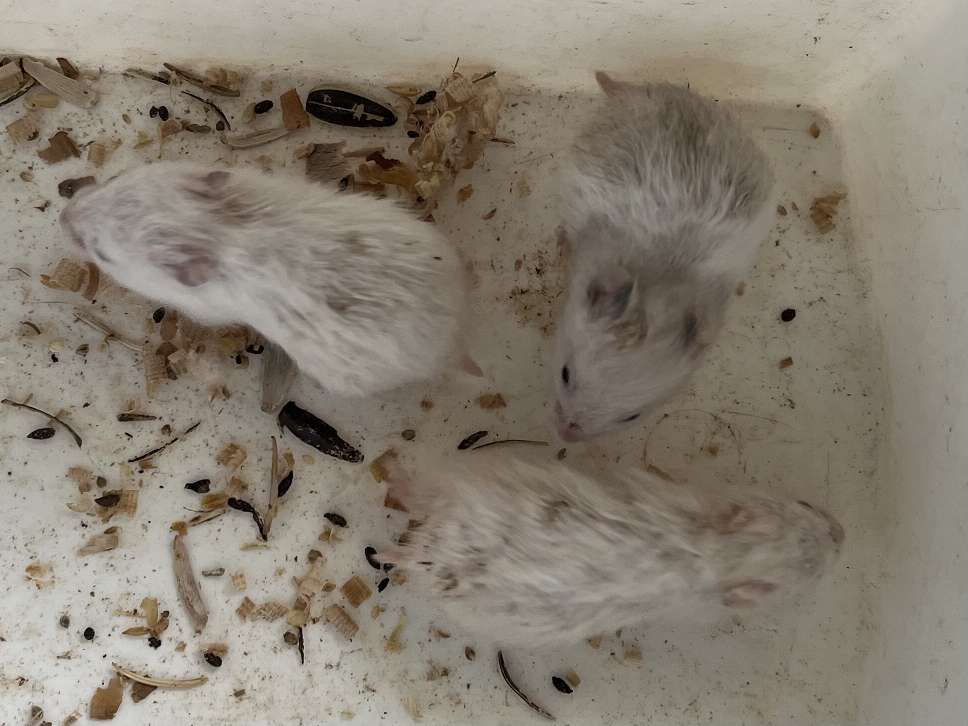 ゴールデンハムスター ポロロッカ足柄