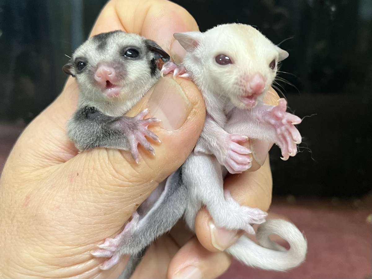 フクロモモンガ ポロロッカ足柄