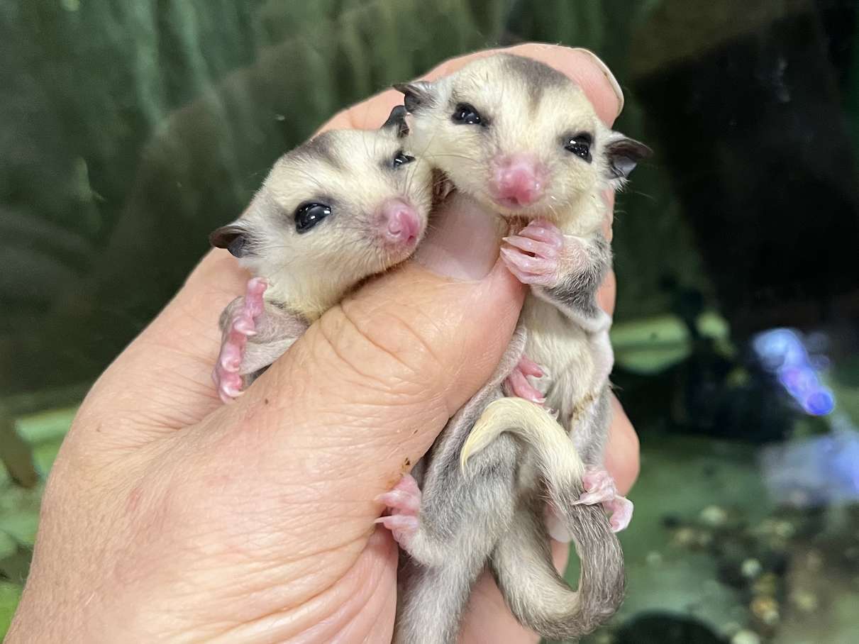 フクロモモンガ ポロロッカ足柄