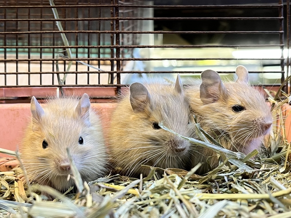 デグー ポロロッカ足柄