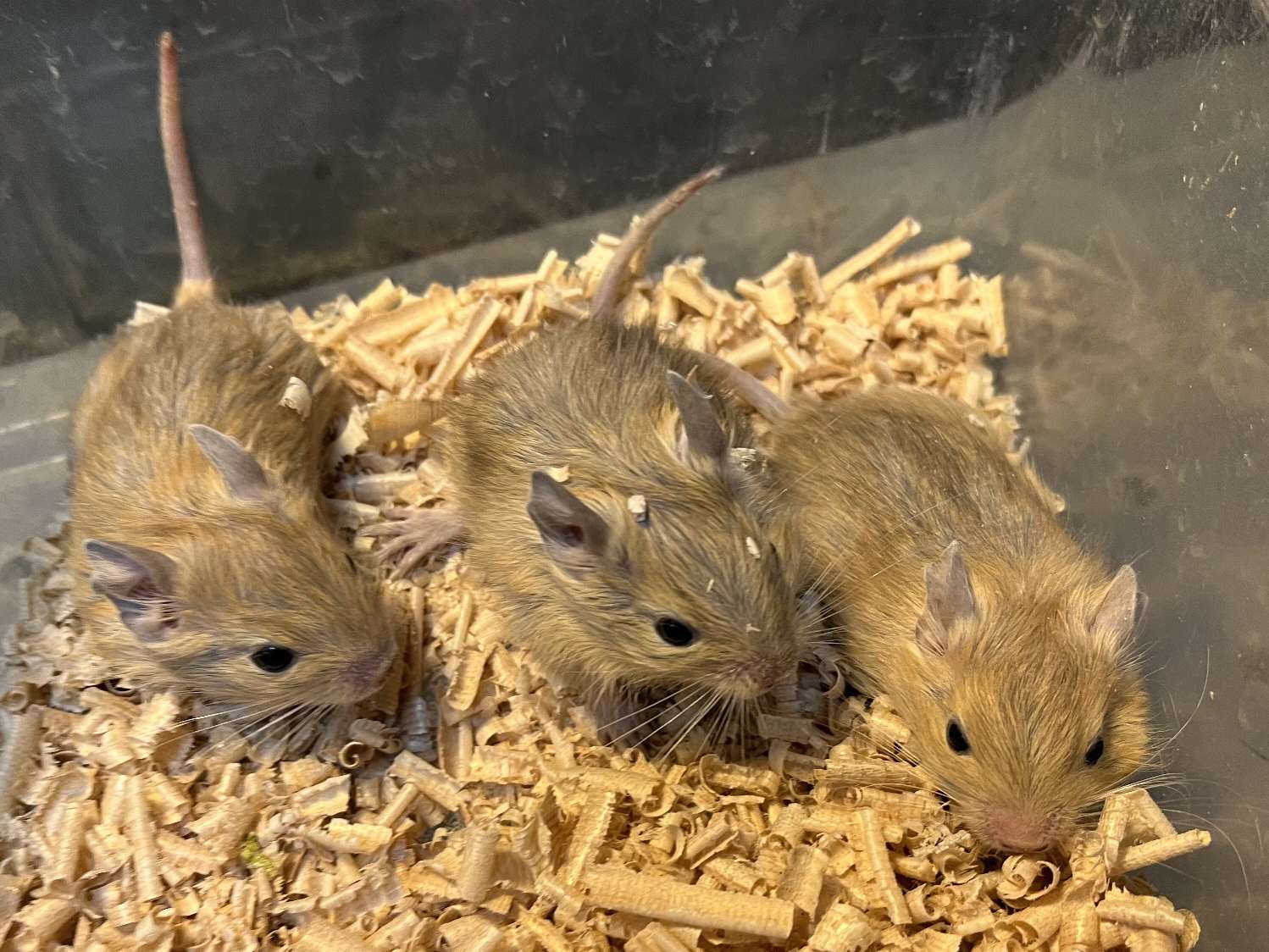 デグー ポロロッカ足柄