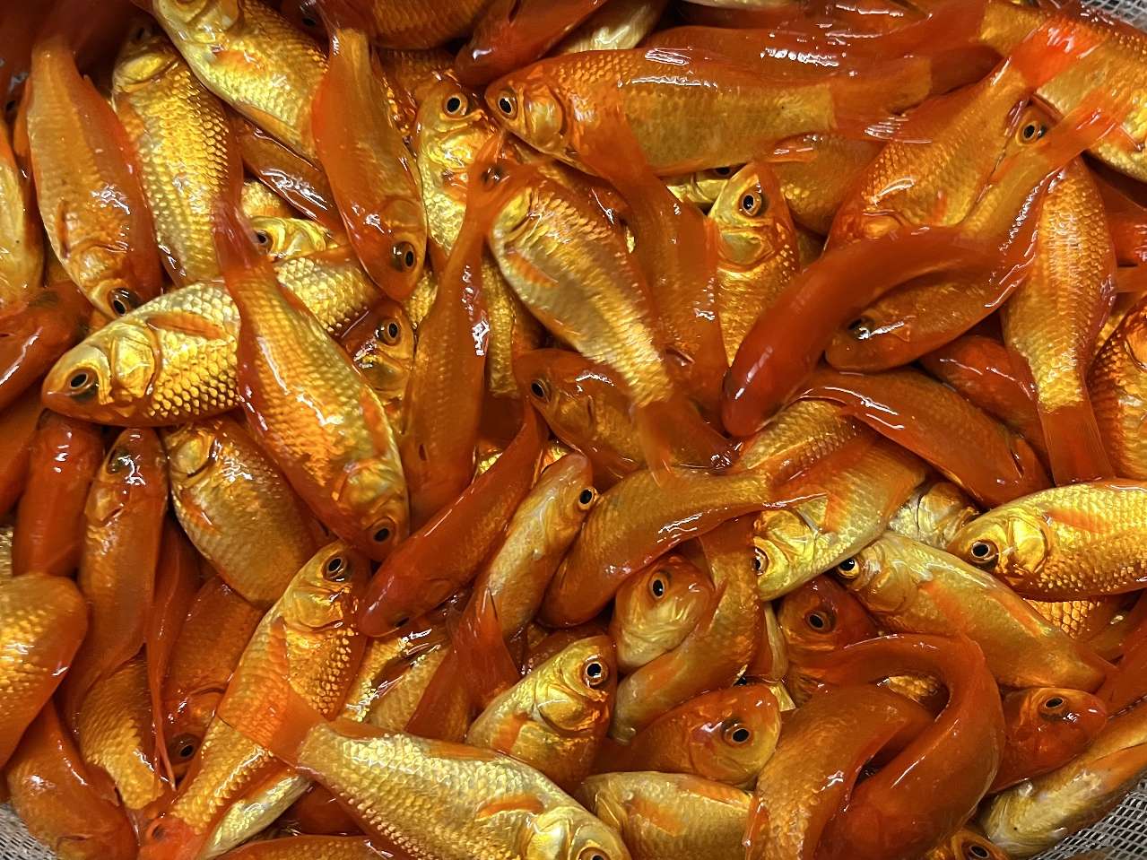 小赤、姉 ポロロッカ足柄