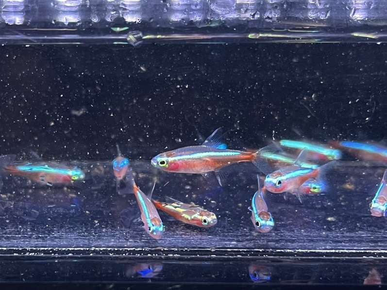 カージナルテトラ ポロロッカ足柄