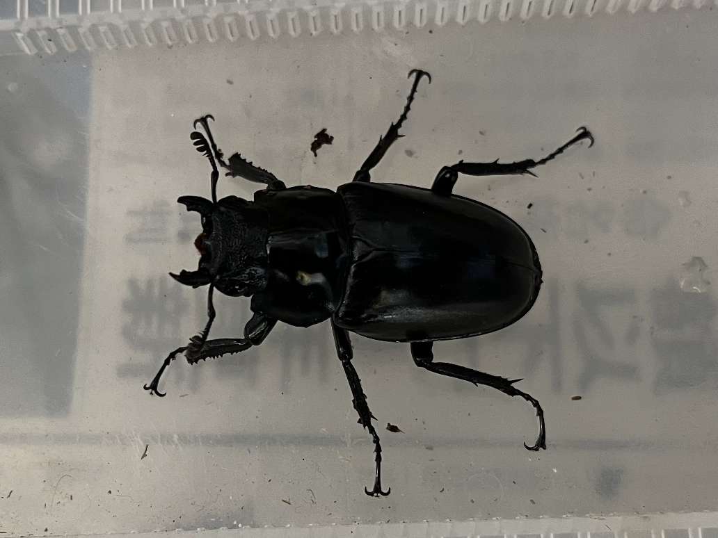 フローレスギラファノコギリ ポロロッカ足柄