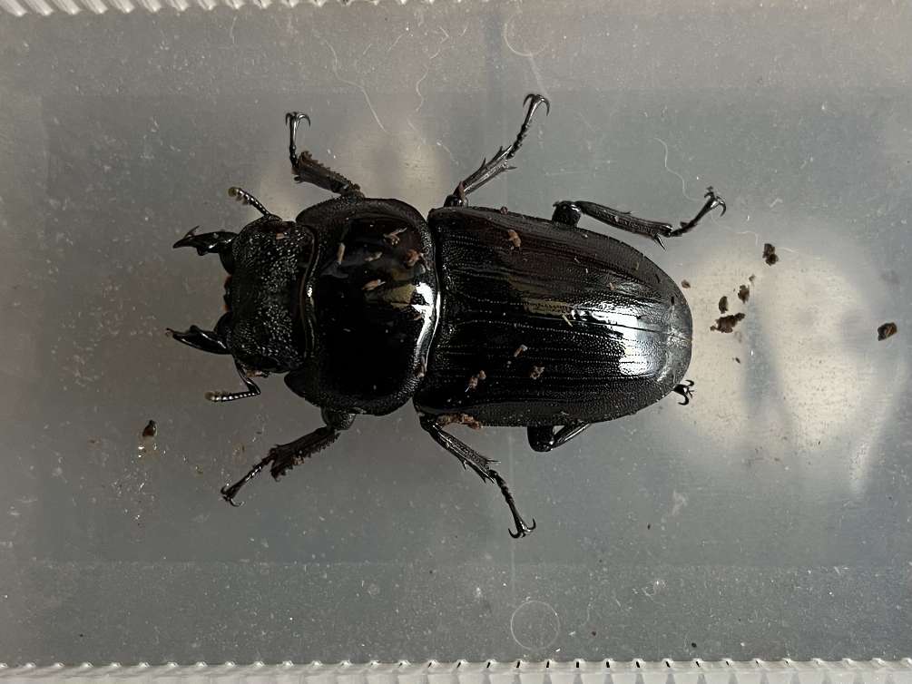 オオクワガタ ポロロッカ足柄