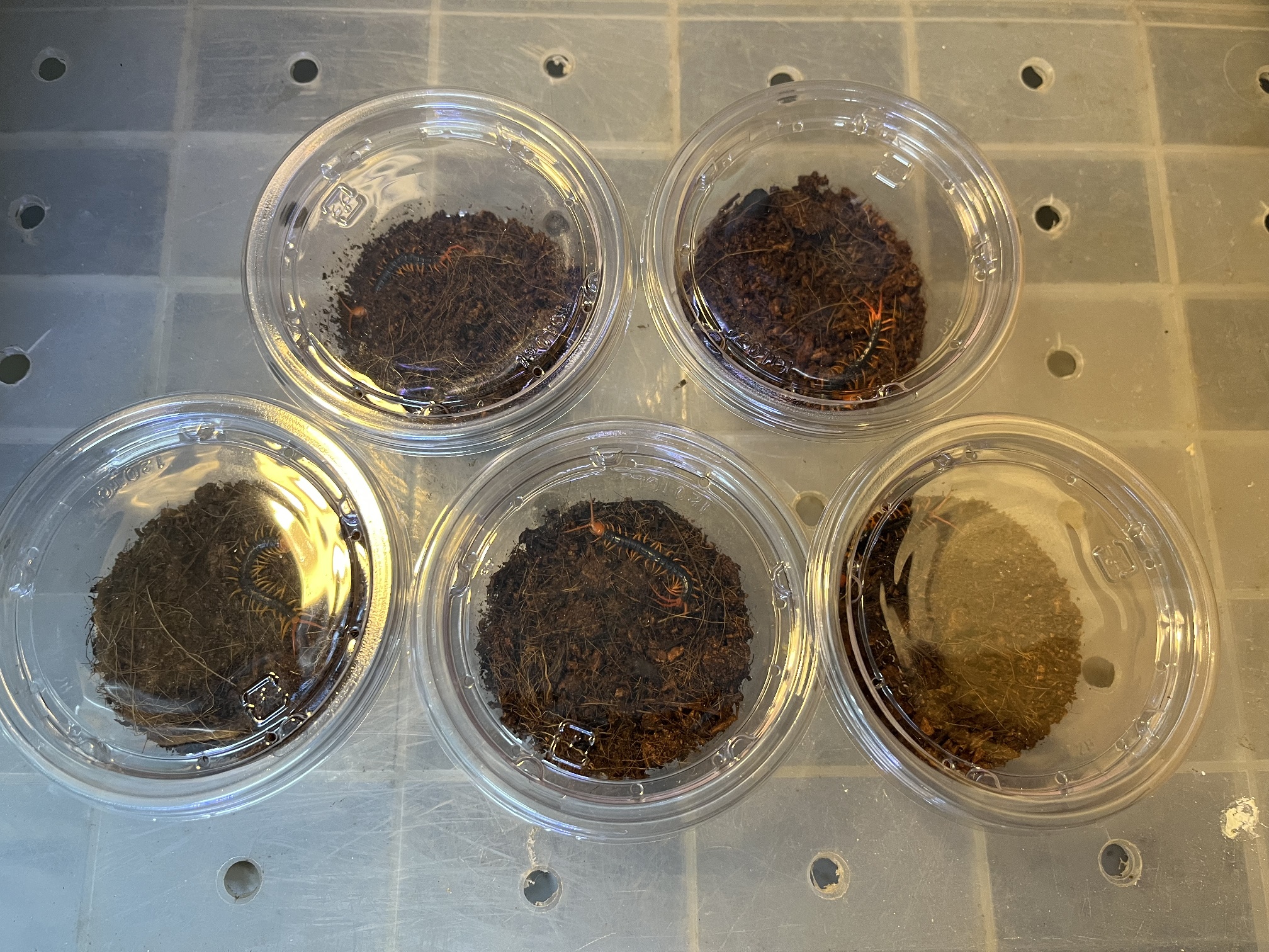 タイオオムカデ ポロロッカ足柄