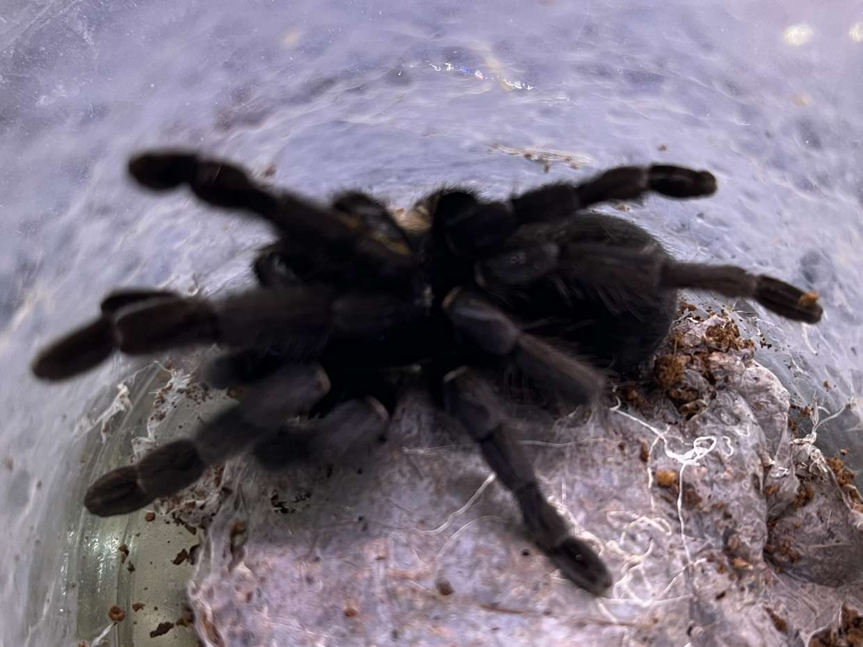 タイ ラノーンブルータランチュラ ポロロッカ足柄