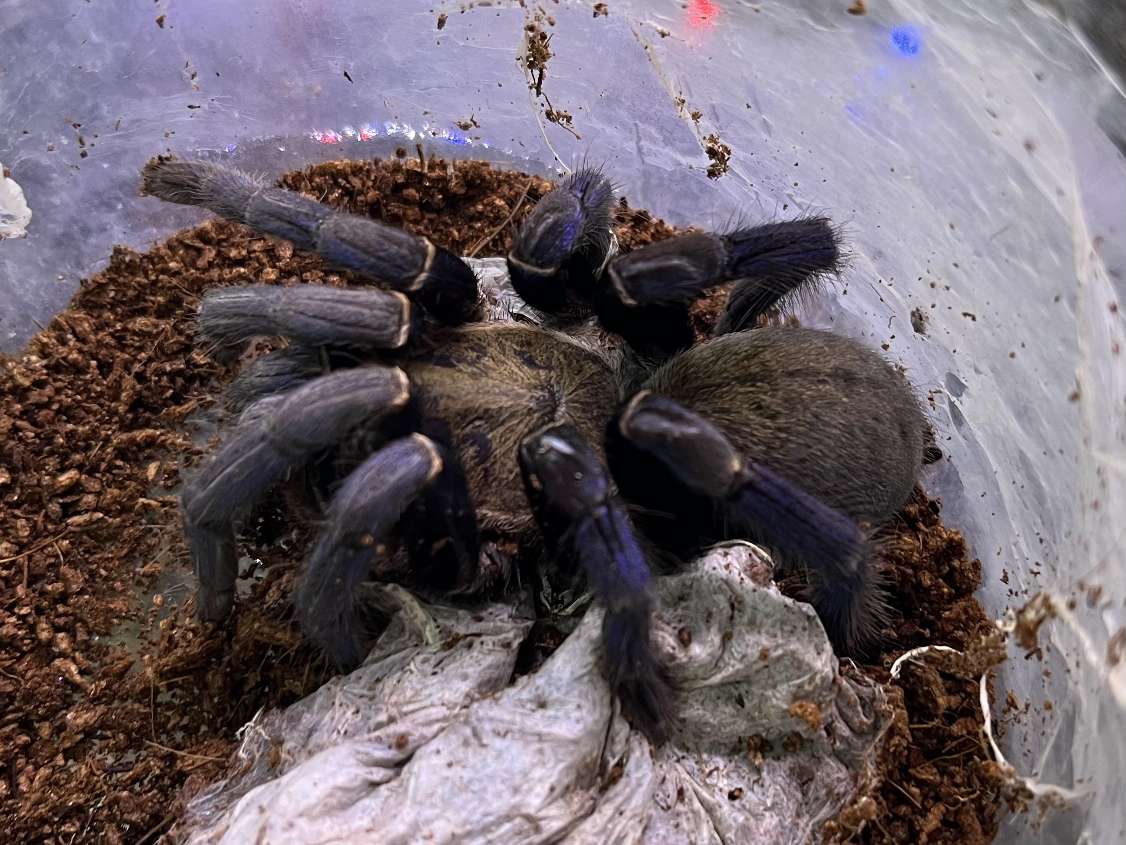 コバルトブルータランチュラ ポロロッカ足柄