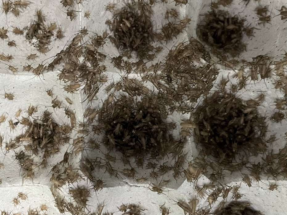 コオロギ ポロロッカ足柄