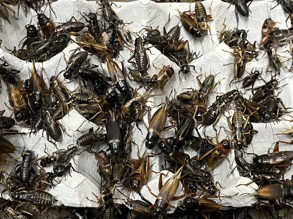 コオロギ ポロロッカ足柄